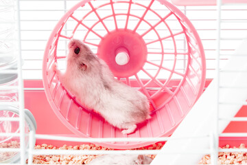 A playful hamster runs energetically on its wheel inside a bright, colorful cage