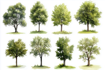 Obraz premium green tree isolated on white background, Trees on white background, tropical trees used for design, advertising and architecture backdrop.