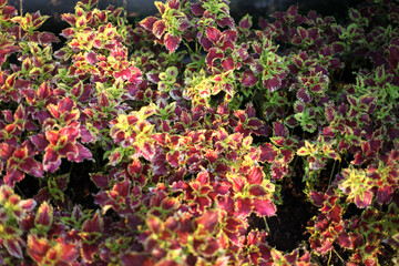 Fototapeta premium colorful leaves pattern Plectranthus scutellarioides, coleus or Miyana or Miana leaves or Coleus Scutellaricides, is a species of flowering plant in the family of Lamiaceae