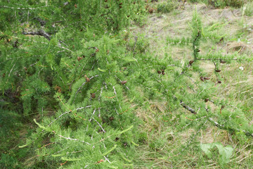 Pine tree with cones in the forest, closeup of photo