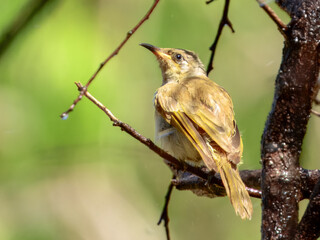 Brown Honeyeater - Lichmera indistincta in Australia