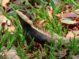 Amphibolurus centralis : Centralian Lashtail Dragon in Australia