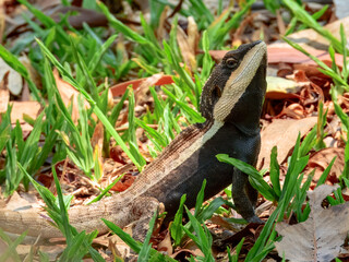 Amphibolurus centralis : Centralian Lashtail Dragon in Australia