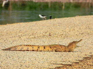 Freshwater Crocodile - Crocodylus johnstoni in Australia