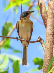 Leaden Flycatcher - Myiagra rubecula in Australia