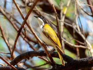 White-throated Honeyeater - Melithreptus albogularis in Australia