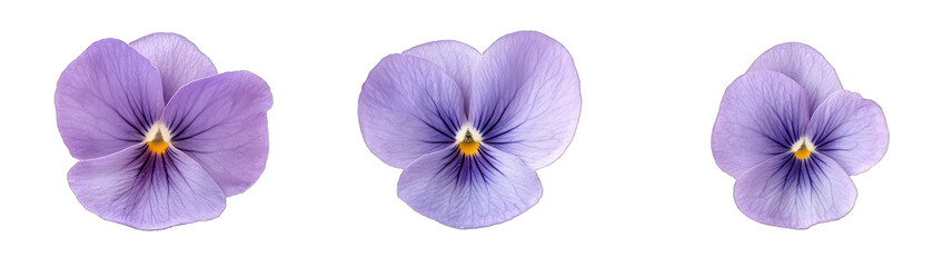 Obraz premium Viola Flowers. Top View, Side View, and Macro View of the Delicate Petals. Isolated on a Transparent Background. Cutout PNG.