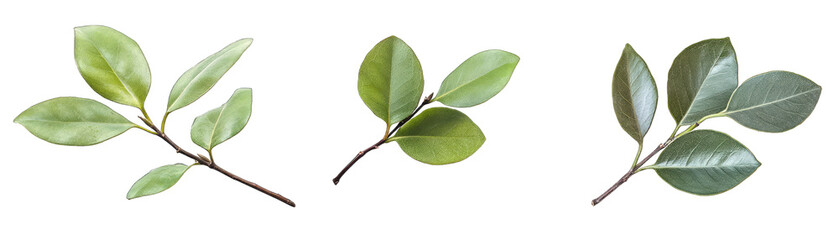 Ficus Leaves. a Branch With Clusters, a Lone Leaf, and Macro Showing Texture. Isolated on a Transparent Background. Cutout PNG.