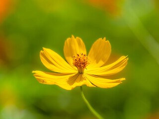 秋の公園や花壇を彩るコスモス（キバナコスモス）のある風景。背景。自然風景素材。