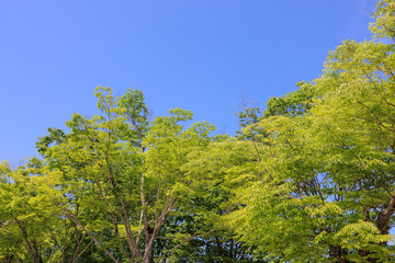 新緑の季節