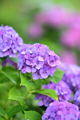 梅雨に咲く紫のアジサイ、まさに梅雨のイメージ