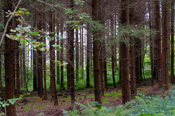 Fototapeta premium Idyllic scenery with fir trees at forest at Swiss City of Zürich on a cloudy autumn day. Photo taken October 2nd, 2024, Zurich, Switzerland.