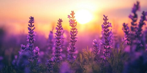 Naklejka premium Close-up of purple flowers growing on field during sunset.