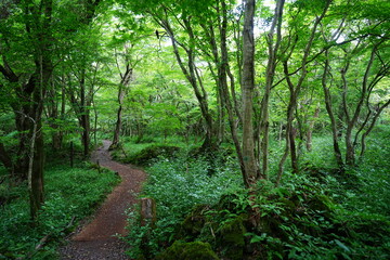 fine path through refreshing spring forest