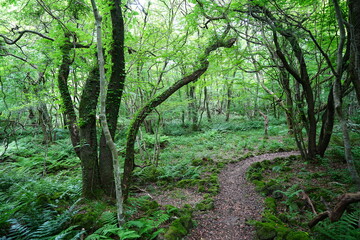 Fototapeta premium mossy old trees and fresh ferns in spring forest