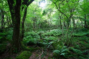 mossy old trees and fresh ferns in spring forest