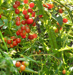 ripe tomatoes in the garden