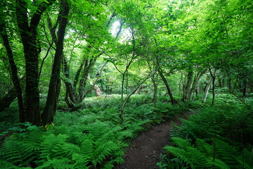 Fototapeta premium dense ferns in spring forest