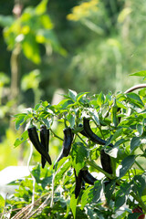 sweet pepper in the garden