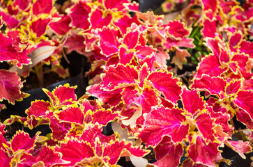 Colorful coleus fluorescent plant 