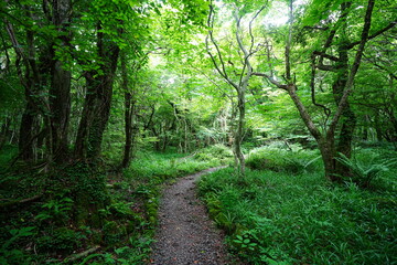 mossy old trees and fresh ferns in spring forest