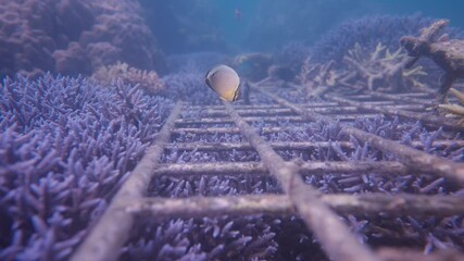 A cinematic professional shot of fish swimming around a coral reef restoration project in the tropical ocean