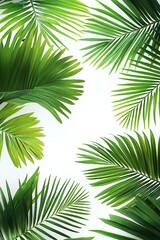 Obraz premium Palm leaves pattern, palm leaves on a white background.