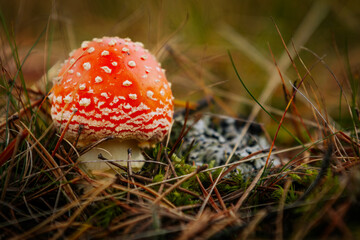 A close-up of a bright red fly agaric mushroom with white spots, nestled among grass and moss in a forest setting. The mushroom’s vivid colors contrast with the earthy tones of the surroundings