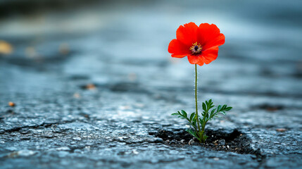 Solitary red poppy blooms in a crack of an asphalt road