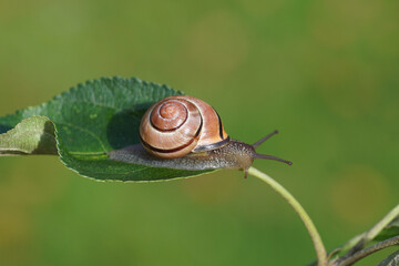 Grove snail or brown-lipped snail (Cepaea nemoralis) of the family Helicidae on an apple leaf. In a...