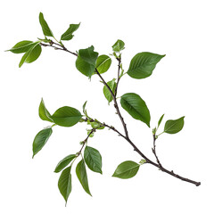 Fototapeta premium Detailed Branch of a Bird Cherry Tree, Focus on Foreground Leaves. Isolated on a Transparent Background. Cutout PNG.