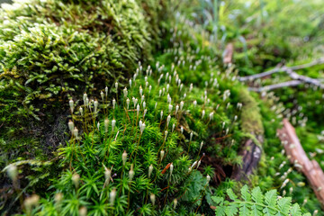 Hiking on Mountain Daibosatsu in Japan