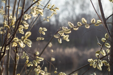 Willow flowers in the forest