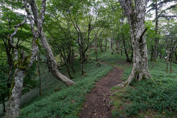 Fototapeta premium Hiking on Mountain Daibosatsu in Japan