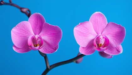Pink Orchids on Blue Background