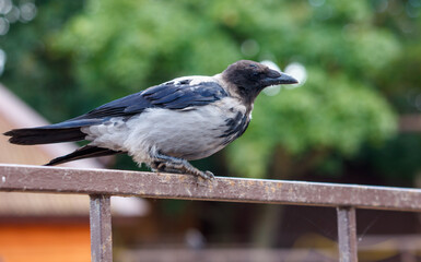 A crow is perched on a metal fence