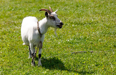 Obraz premium A goat is standing in a grassy field