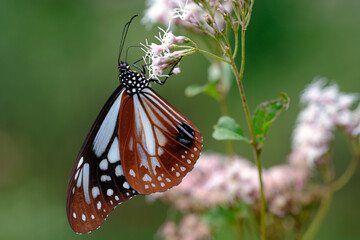 フジバカマの花の蜜を吸うアサギマダラ