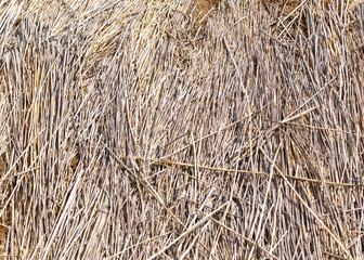 The image is of a field of dry grass