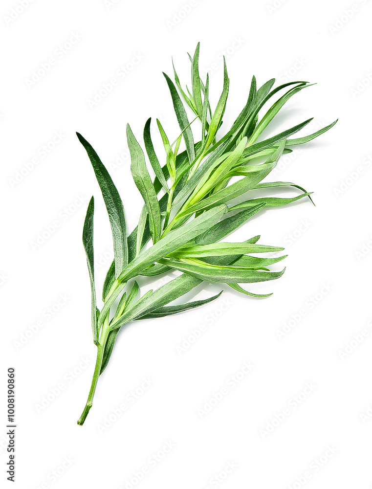 Sticker Tarragon herbs