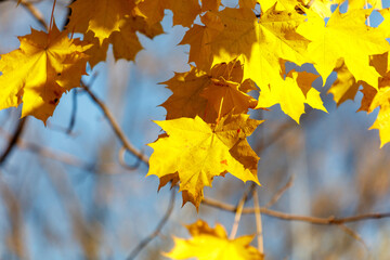 Yellow leaves on a maple tree in autumn