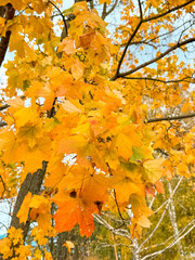 Yellow leaves on a maple tree in autumn