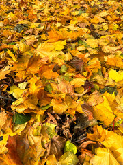 Maple leaves on the ground in autumn