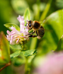Bee on a pink clover flower. Macro
