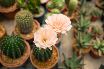 Blooming Beauty: Echinopsis Oxygona Cacti