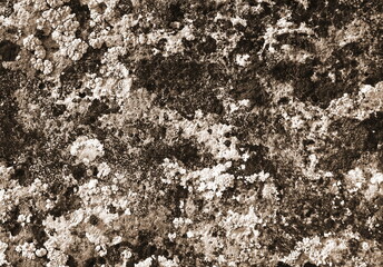 Lichen Textured Surface Top Sepia Nature Abstract Pattern