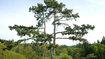 Lone Pine Tree Stands Tall in Beautiful, Serene and Peaceful Landscape Setting. Majestic and towering pine tree stands tall in midst of serene and tranquil, beautiful natural setting.