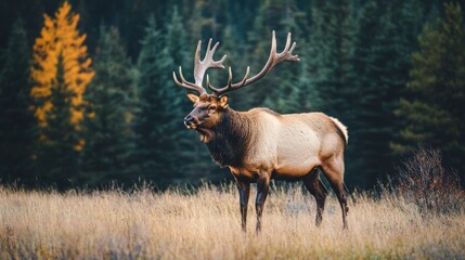 Majestic elk with impressive antlers gracefully roaming in their natural habitat of lush forests
