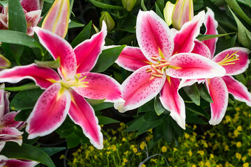 Vibrant Elegance: A Close-Up of Pink and White Stargazer Lilies