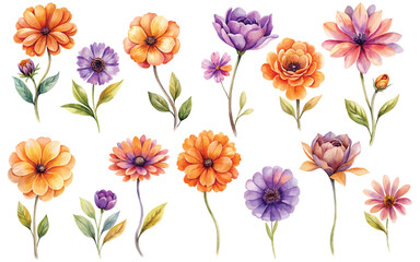orange purple watercolor flowers set isolated on white background